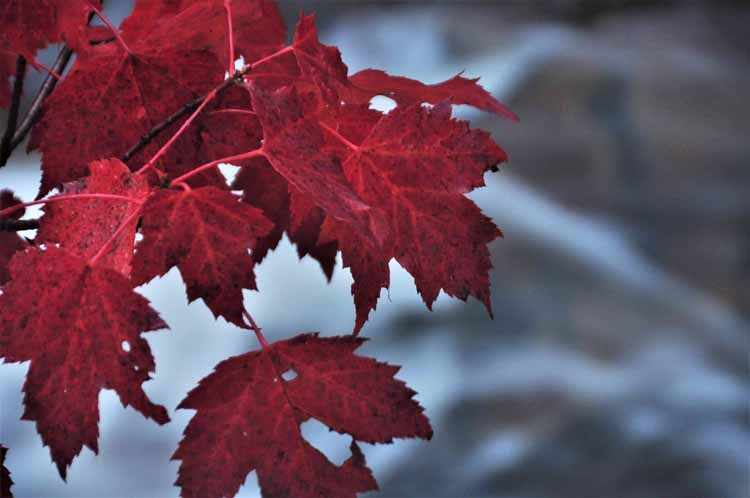 red leaves